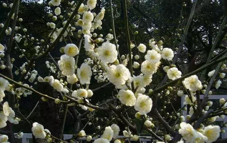 这些梅花真是美不胜收,所有梅花类型