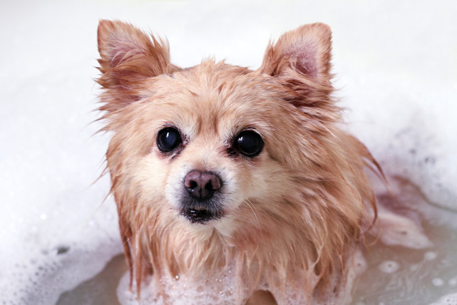 养宠经验狗狗受伤怎么处理伤口,养狗狗怎么解决掉毛