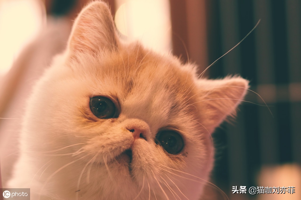 怎么养加菲猫才干净卫生,如何养好一只加菲猫