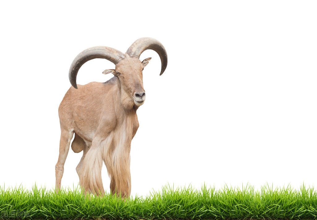 鍙ゅ焹鍙婃不鐗欑柤,鍙ゅ焹鍙婁汉娌荤枟鐪肩柧