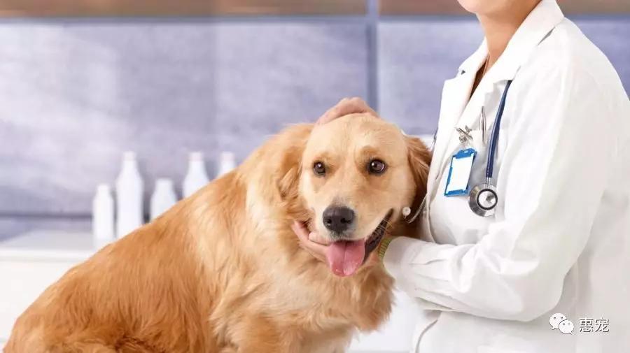 发现狗狗大便带血？别怕！这些帮你快速定位病因！