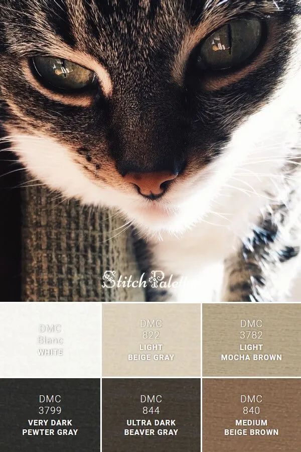 动物配色大全视频,配色的设计灵感