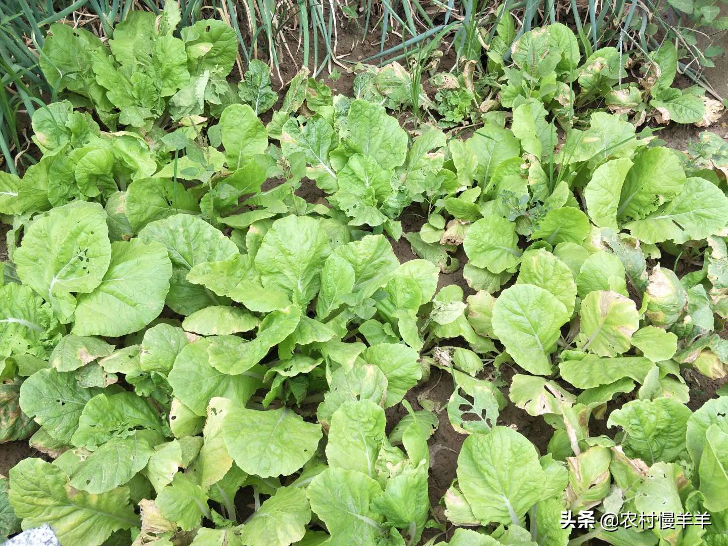 种菜招蚊子怎么办,养花蚊子多用什么办法去除蚊虫