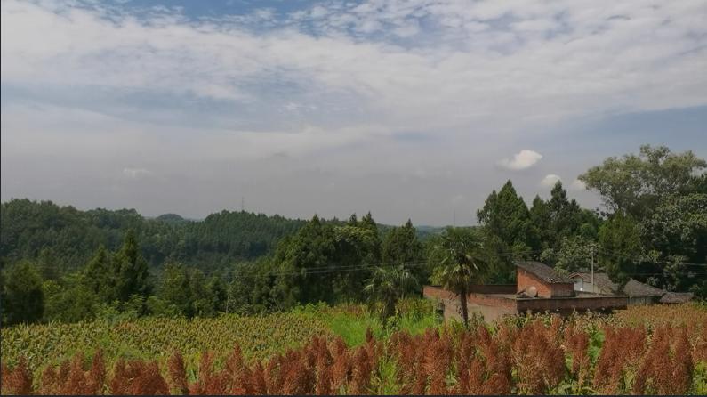 红了!红了!这些天的南充市嘉陵区龙蟠镇真的是“红遍天”了