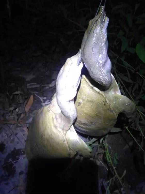 最简单最有效的钓甲鱼方法,甲鱼的正确钓法