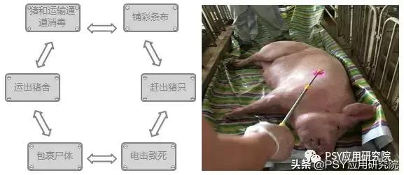 猪场拔牙成功案例,猪场拔牙