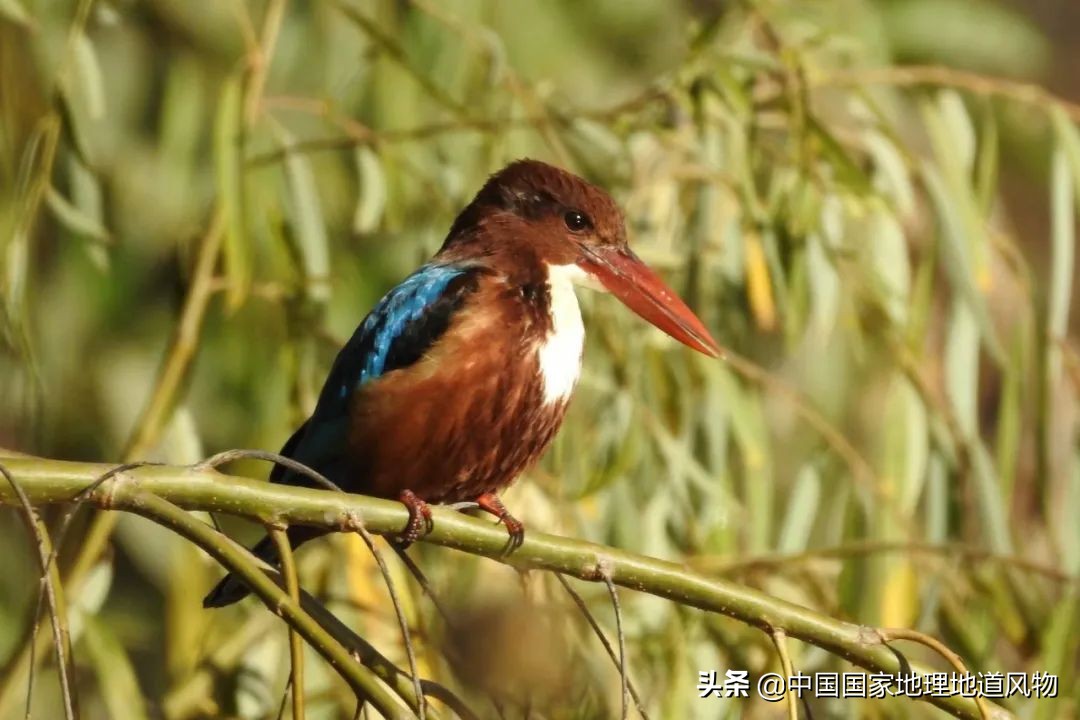 攀枝花不属于四川了吗,为什么说四川攀枝花是土豪城市