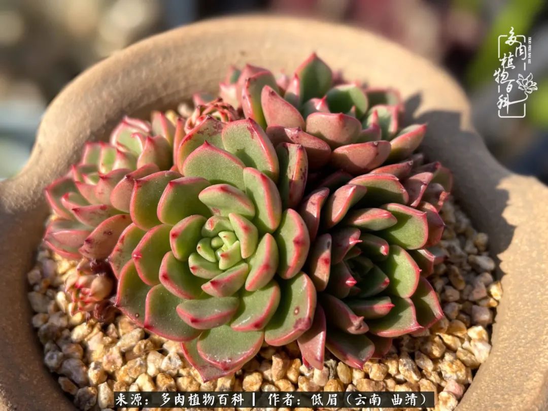 多肉植物百科如何投稿,感谢多肉植物百科的陪伴