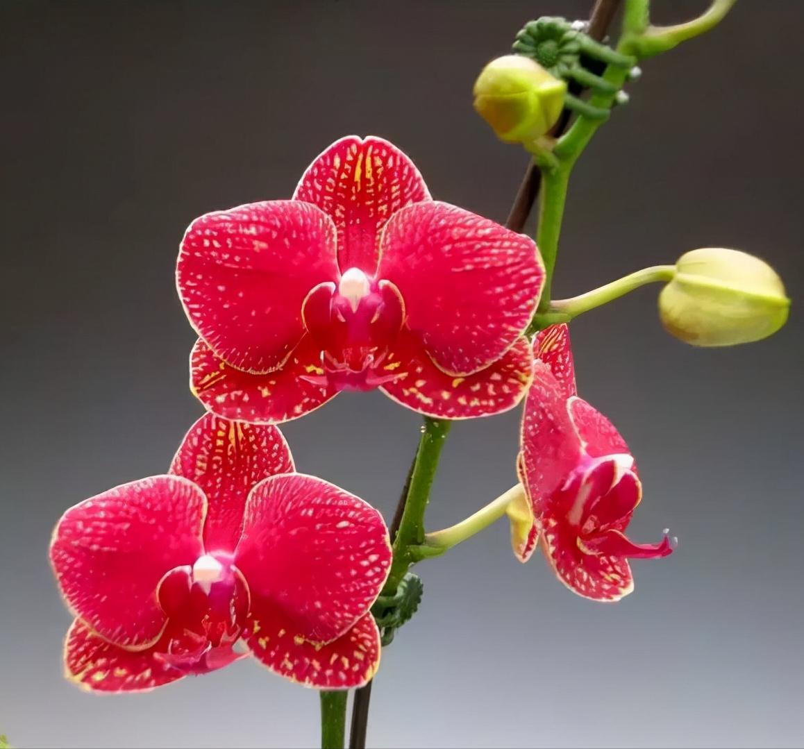 看芦头辨兰花种类,野生兰花种类图片