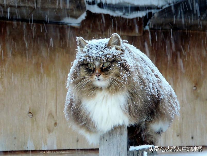蓝猫冻死了,蓝猫牺牲了