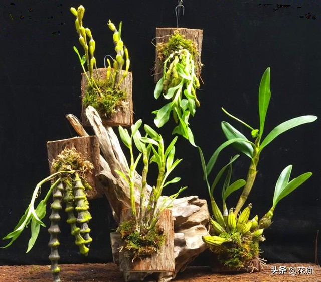 铁皮石斛怎么养长得快用什么肥,铁皮石斛的养法和注意事项