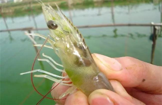 养殖虾经验,养殖虾大师视频