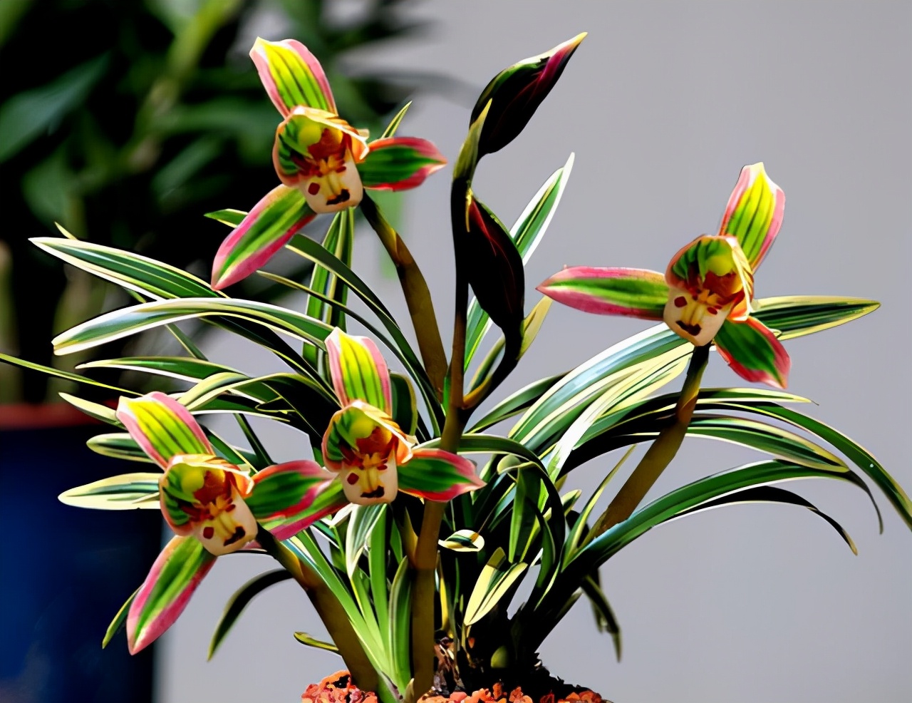 正宗四季兰适合在客厅养的兰花,紫色蝴蝶兰摆盆造型