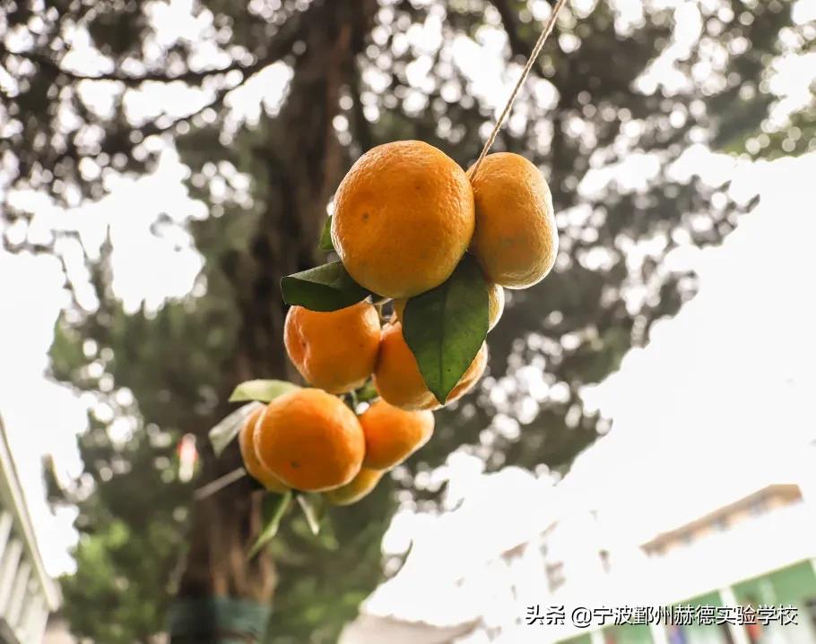 这所“相貌平平”的幼儿园，为什么宁波家长排着队想把孩子送进去