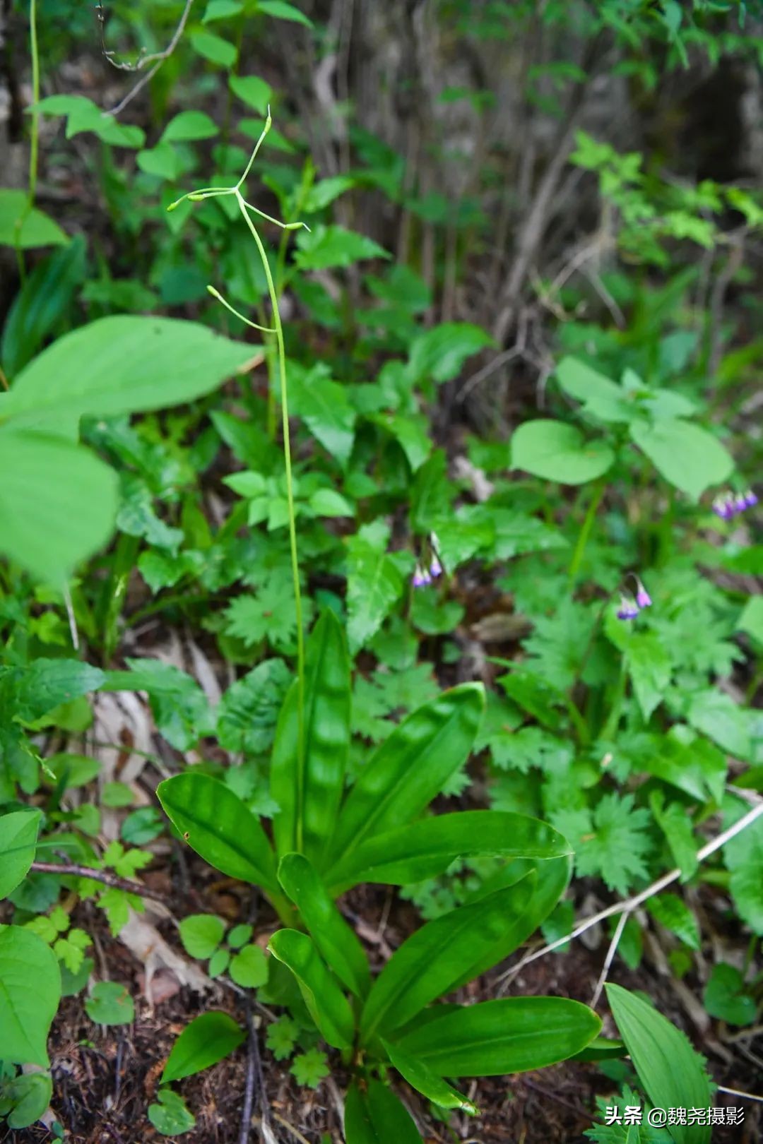 各个季节的野生兰花,北京百花山野生兰花图片