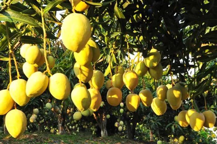 什么是弥勒教,什么是弥勒尊佛