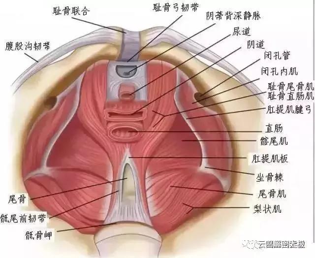 开胯和松胯的特殊方法,髋关节,骶骨,尾骨,腰关节的详细介绍