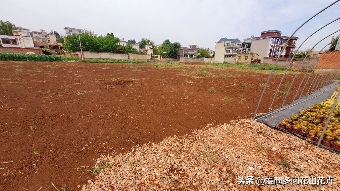 投资多肉植物有前景吗,投资花卉大棚能赚钱吗