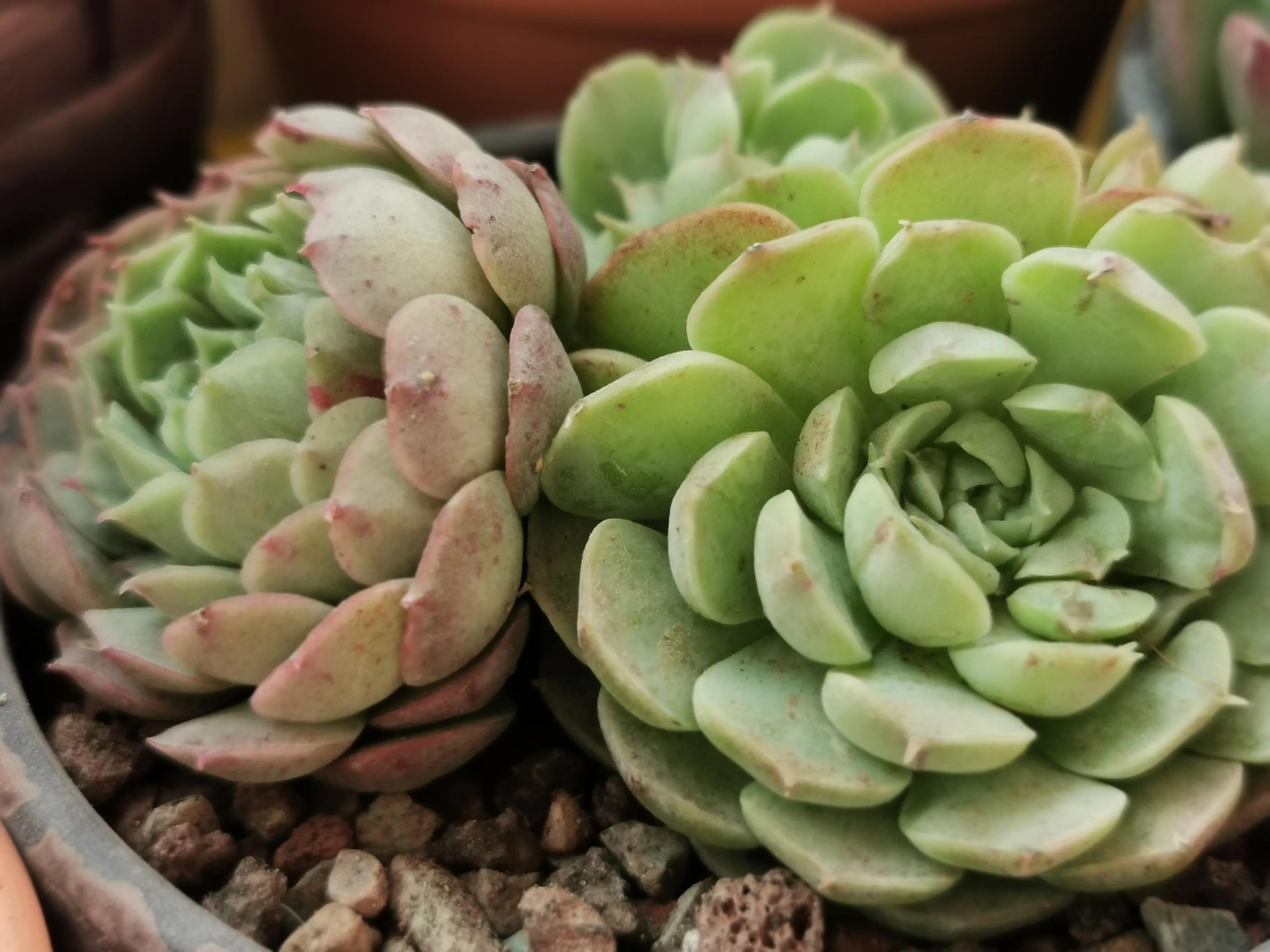 多肉品种大全大集合,多肉35元一盆图片