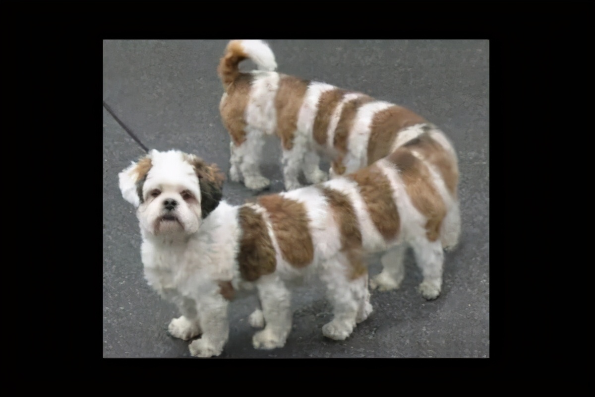 图集|这些厕所，我是不会上的