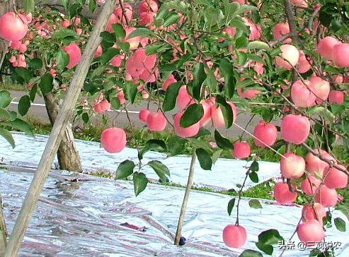 苹果着色不好的原因和措施,苹果上色不良是什么原因