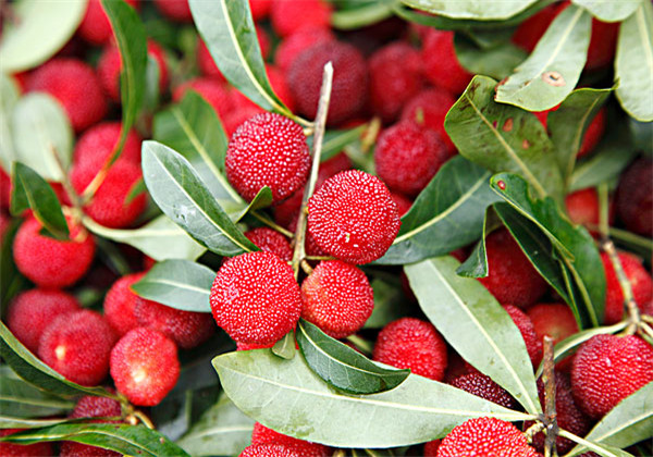 杨梅种植的技术,杨梅高产稳产管理技术