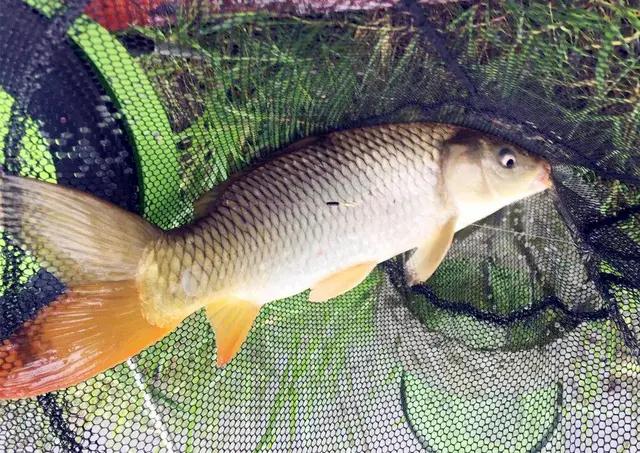 野钓鲤鱼打多少窝料最好,钓鲤鱼打窝一次多少合适