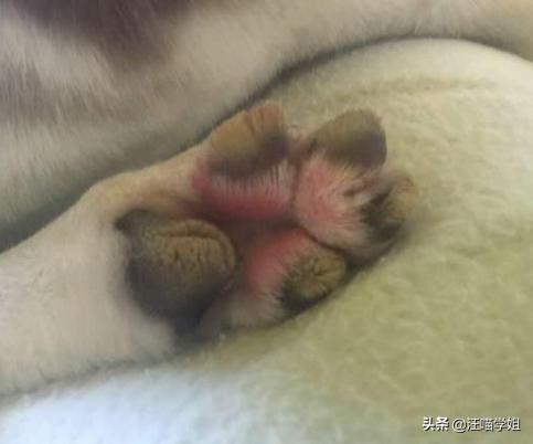 狗狗的脚太脏怎么办,狗狗脚掌的常见现象