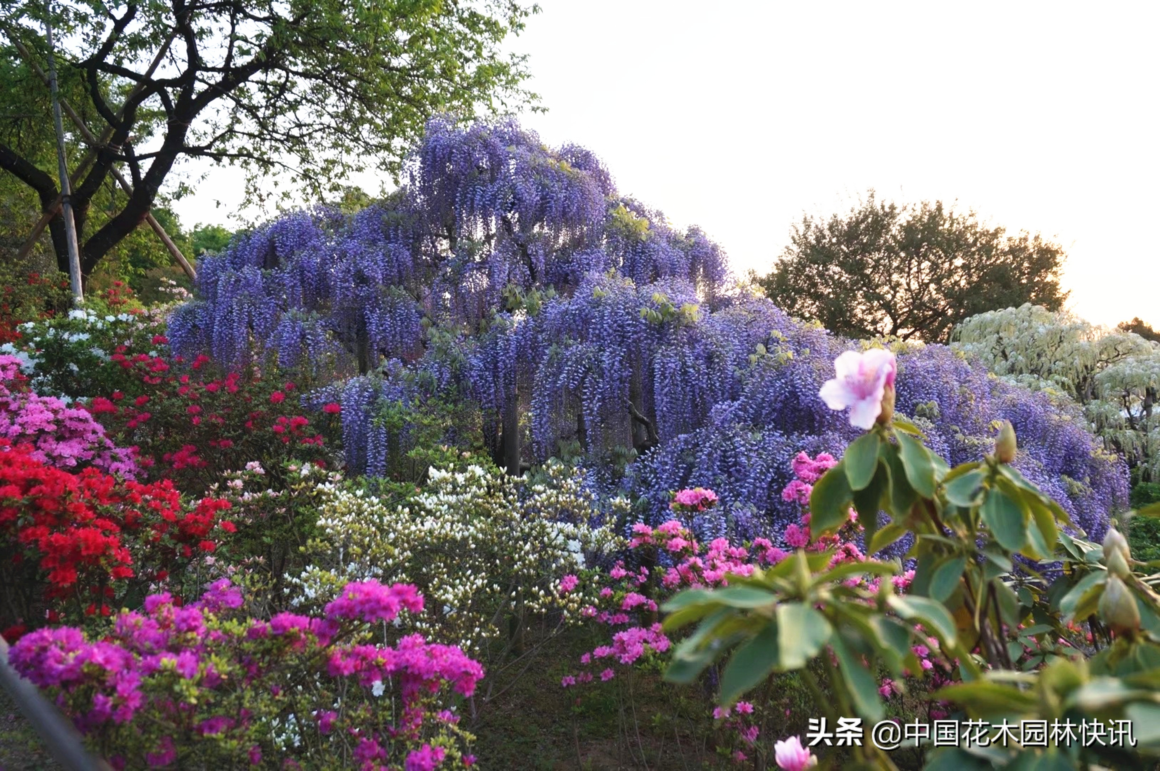 日本最美紫藤园,日本紫藤花美景