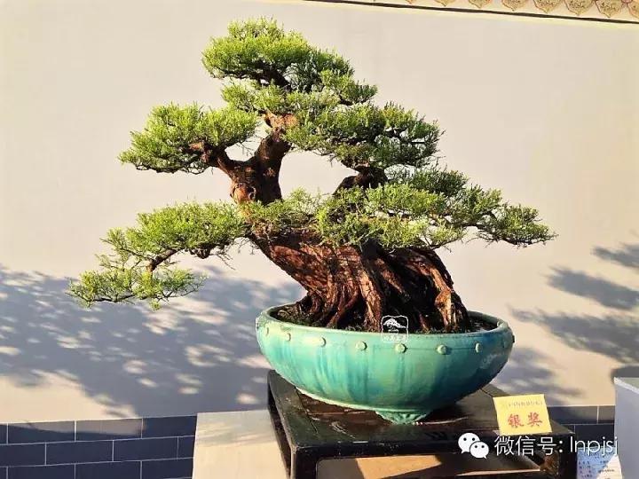 苍劲古朴挺拔有力的老桩盆景欣赏,老态龙钟盆景作品欣赏