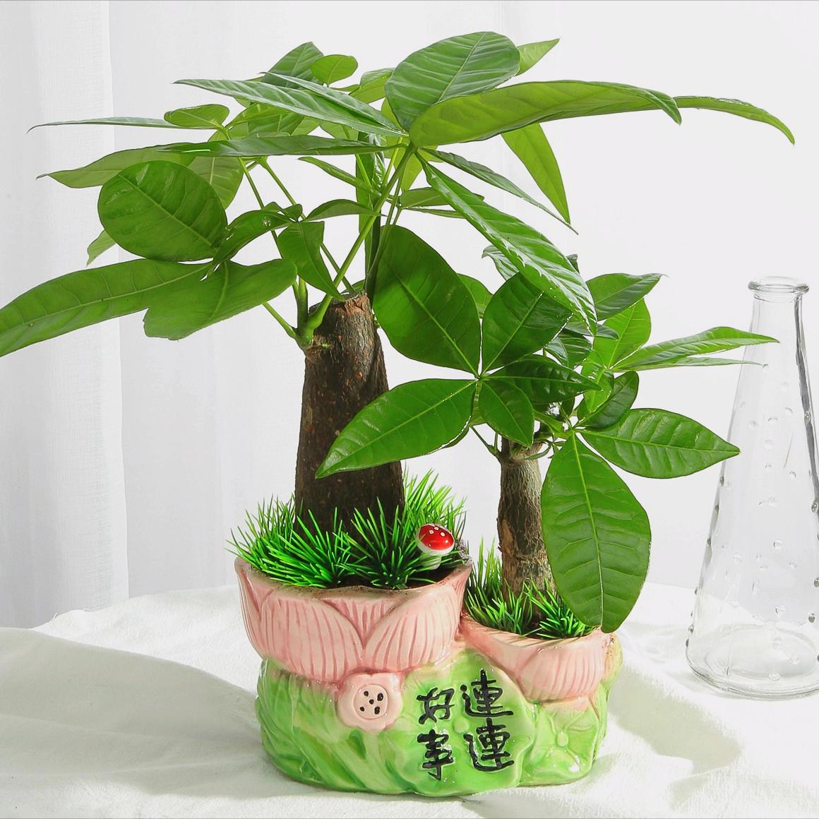 3种“旺财”花，寓意财源滚滚，养一盆，日子越过越舒心