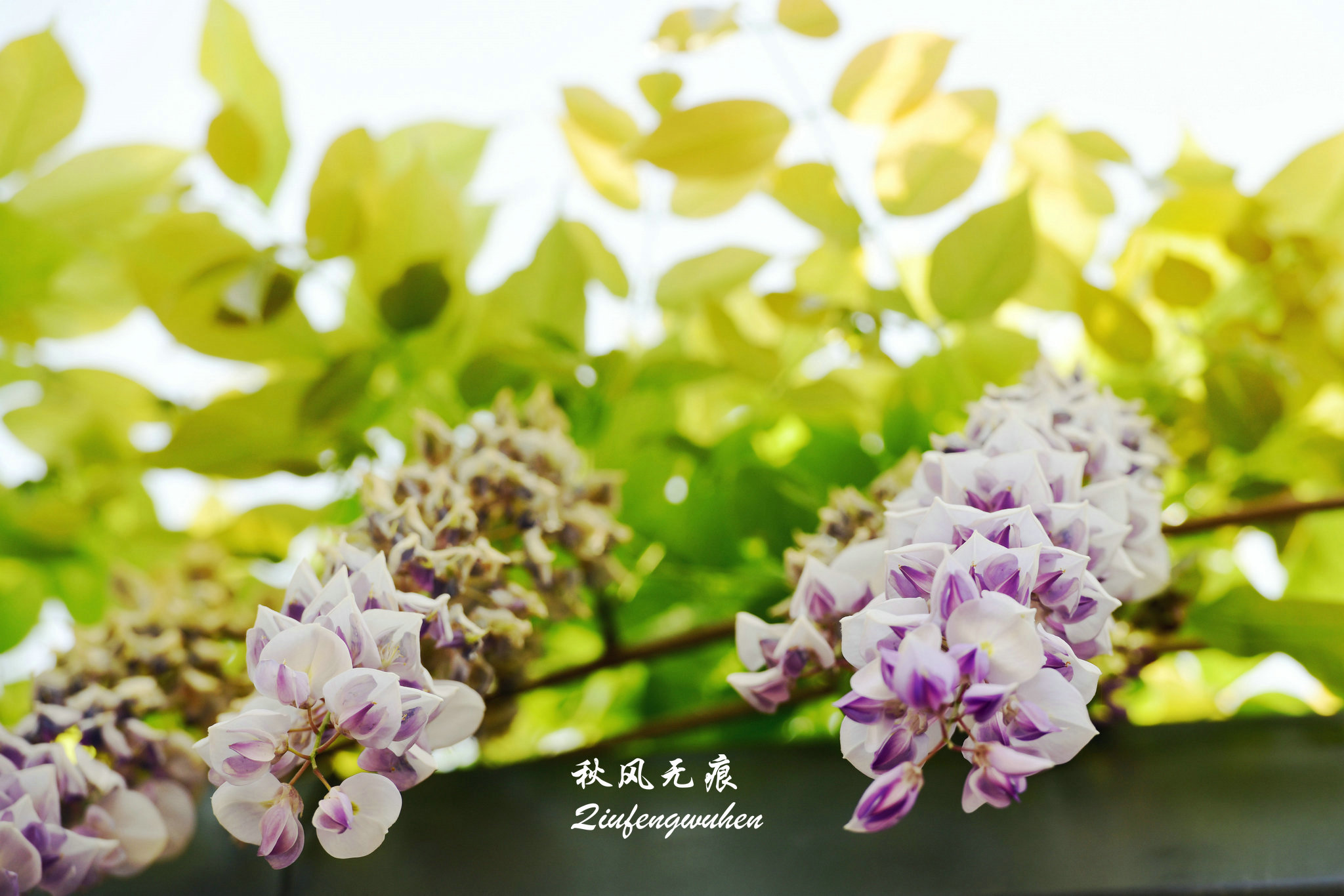 四月的春风西安,四月春风里的樱花