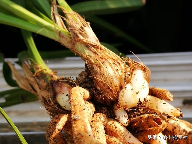 根系不好的兰花新上盆多久服盆,兰花上盆直接浇水还是服盆浇