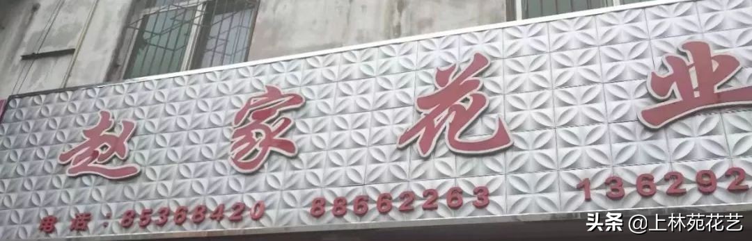 西安新年鲜花批发,西安鲜花店批发进货渠道