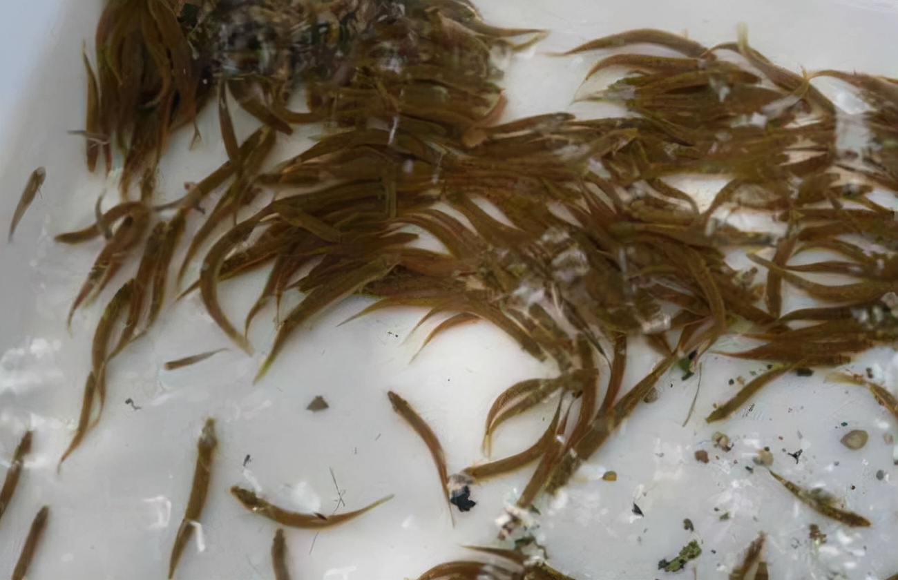 泥鳅如何养殖,泥鳅怎么养殖在水缸