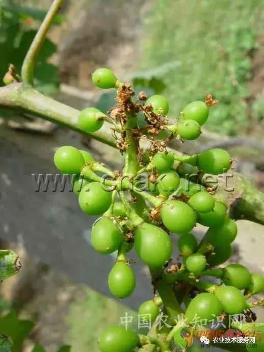 葡萄花前主要病害,葡萄病害图片大全大图