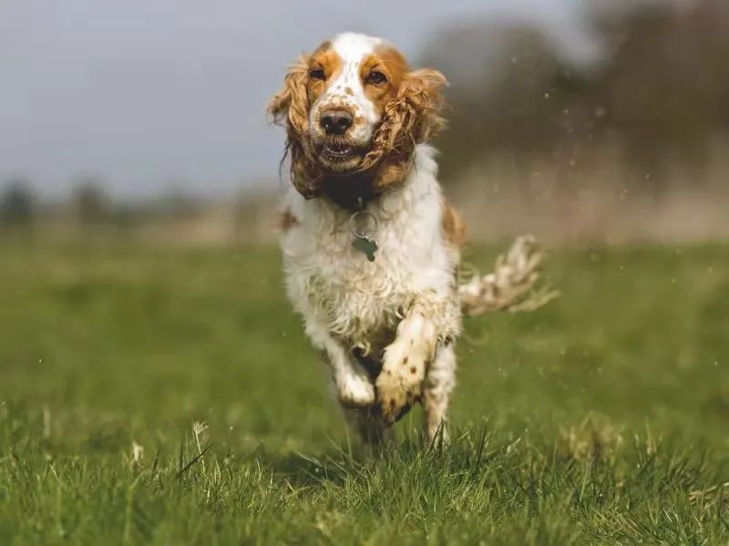遛狗拉不住怎么办？遛狗时如何避免狗遛人和撒手没？