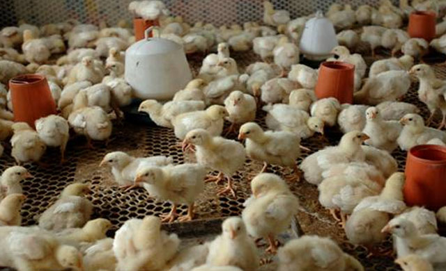 养鸡如何提高鸡群成活率,养鸡小妙招院子养鸡新方法