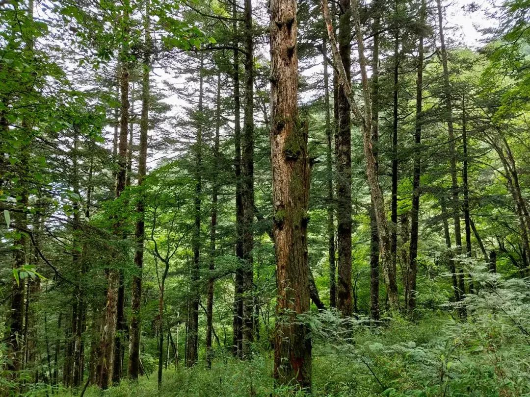 神农架攻略书,重庆出发神农架三日自驾游攻略