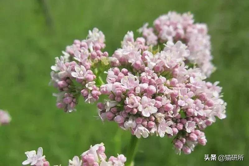 猫薄荷骗猫喝水有危害吗,为什么猫吸猫薄荷会上瘾