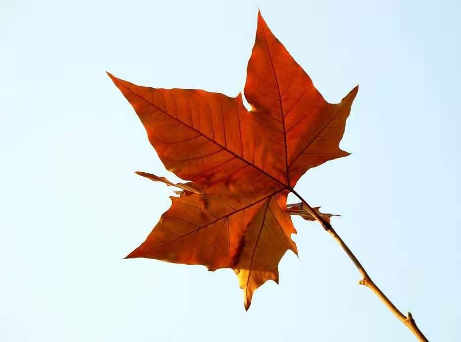 又是一年秋风起陈瑞完整版,又是一年秋风起动态曲谱