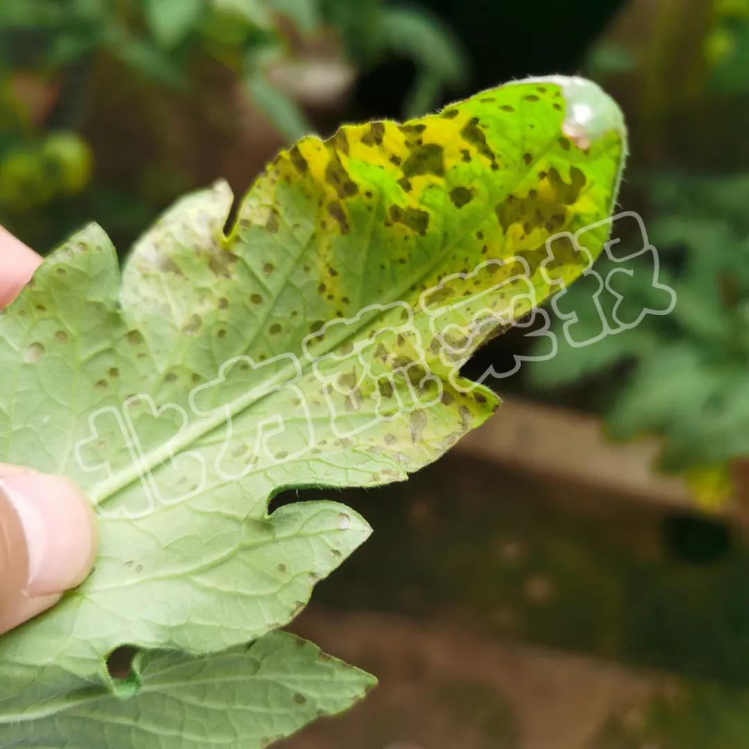 番茄叶片黑褐色斑点是什么病,番茄叶片发黄皱缩硬而脆