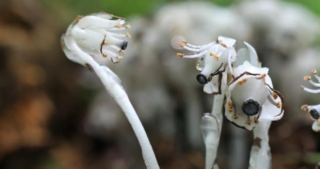 万物有灵 | 林海邂逅白精灵——球果假水晶兰