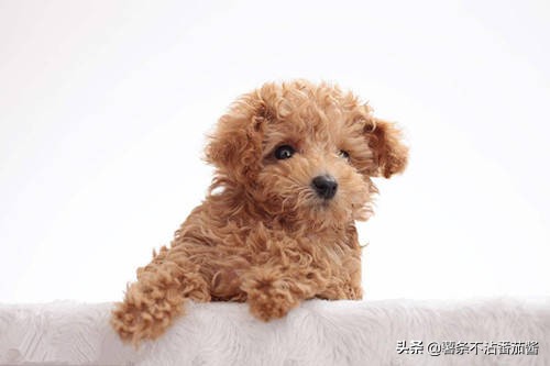 高颜值肌肉奶狗,什么样的小奶狗最可爱