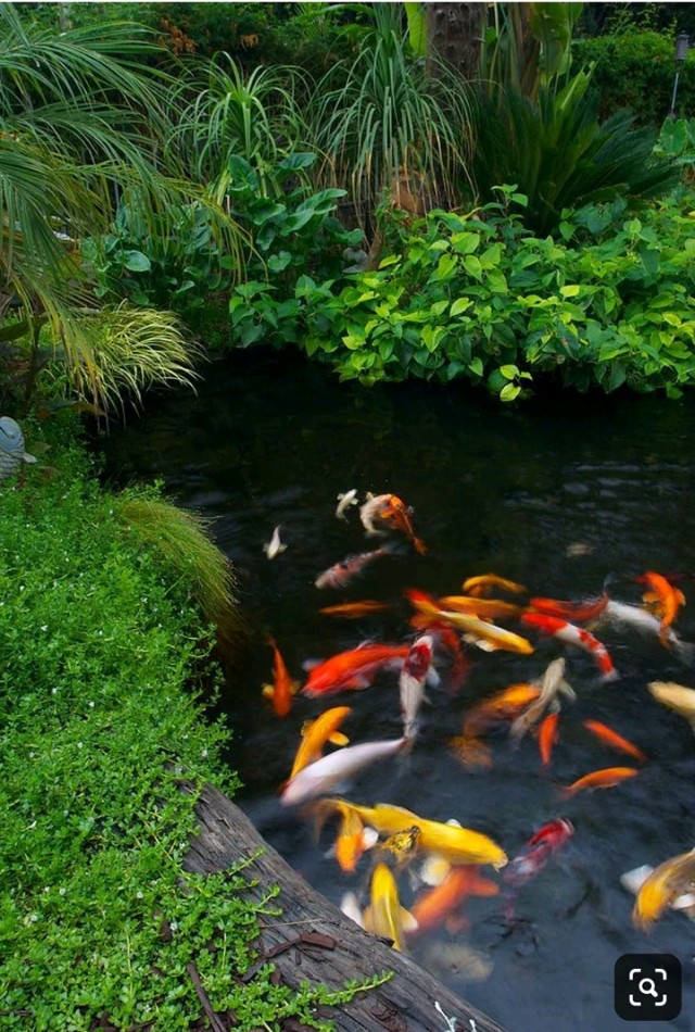 锦鲤自然鱼池繁殖方法,锦鲤自然繁殖方法视频教程