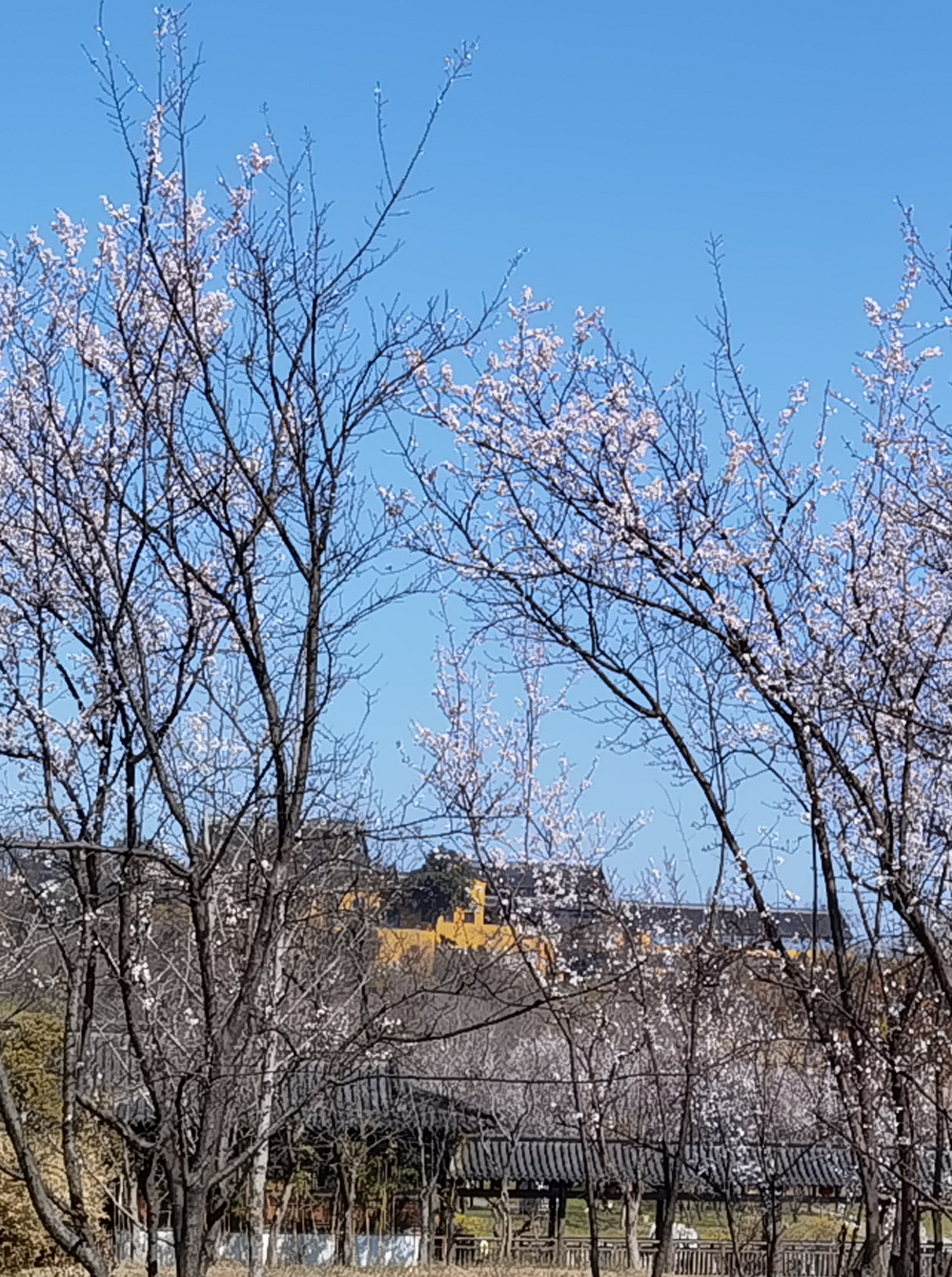 三月的瘦西湖到底有多美,瘦西湖景色到底有多美