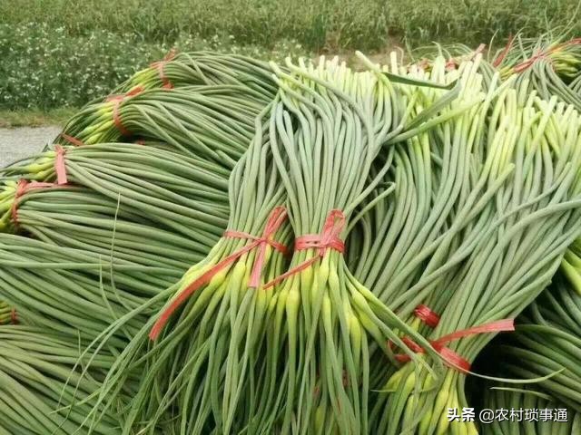 蒜苔行情一下下滑几毛钱怎么回事,蒜薹价格下滑