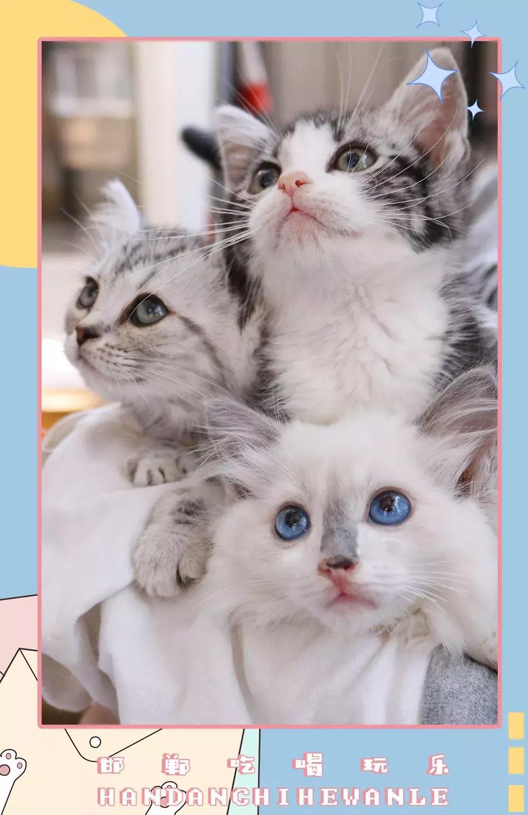 软萌暴击!邯郸这家高颜值猫咖上线,“吸猫”终于提上日程!