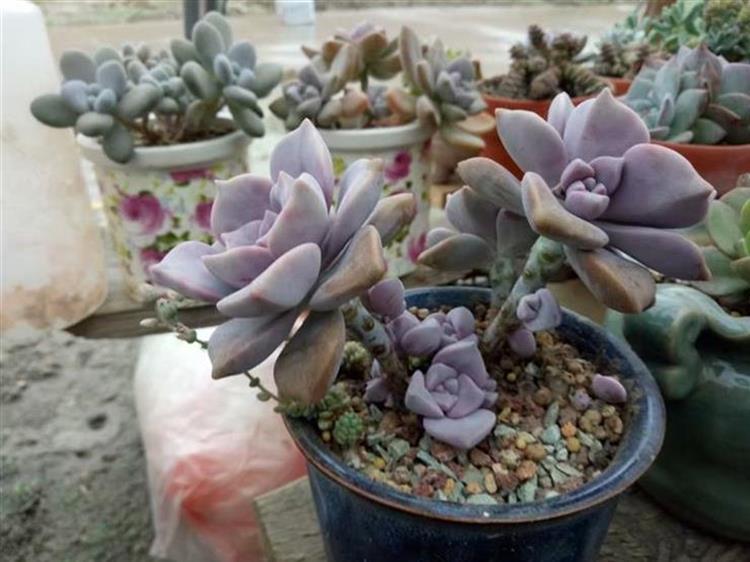 多肉怎么才能长出侧芽,多肉怎么才能爆出侧芽