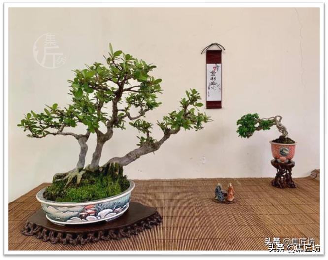 盆景创作的最佳方法,盆景初学入门技巧